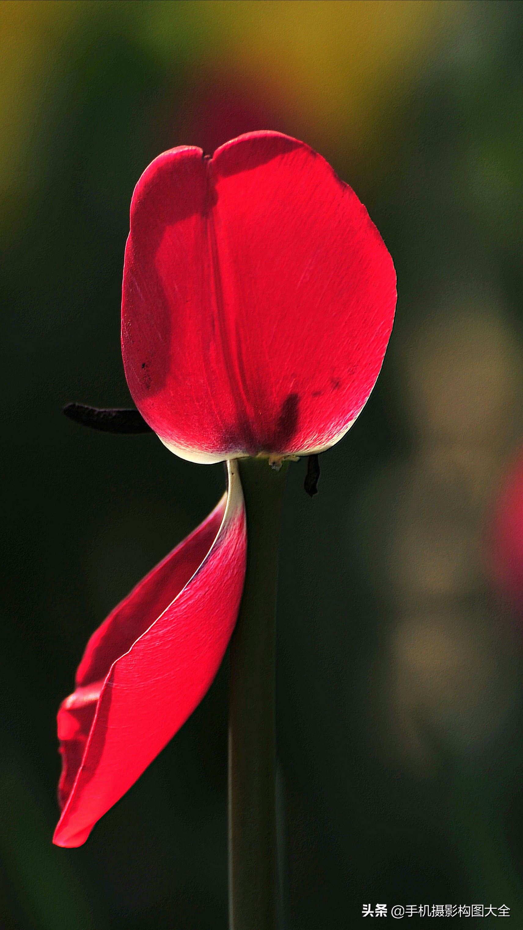 把你的相片做成动态图片,试试你的照片动漫效果