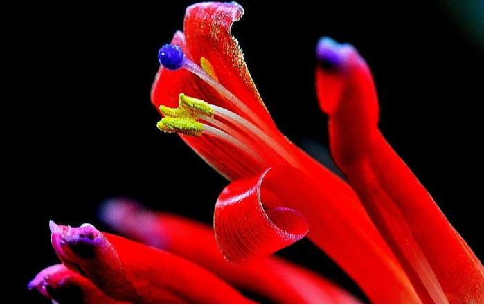 水塔花喜阴喜阳,水塔花固始