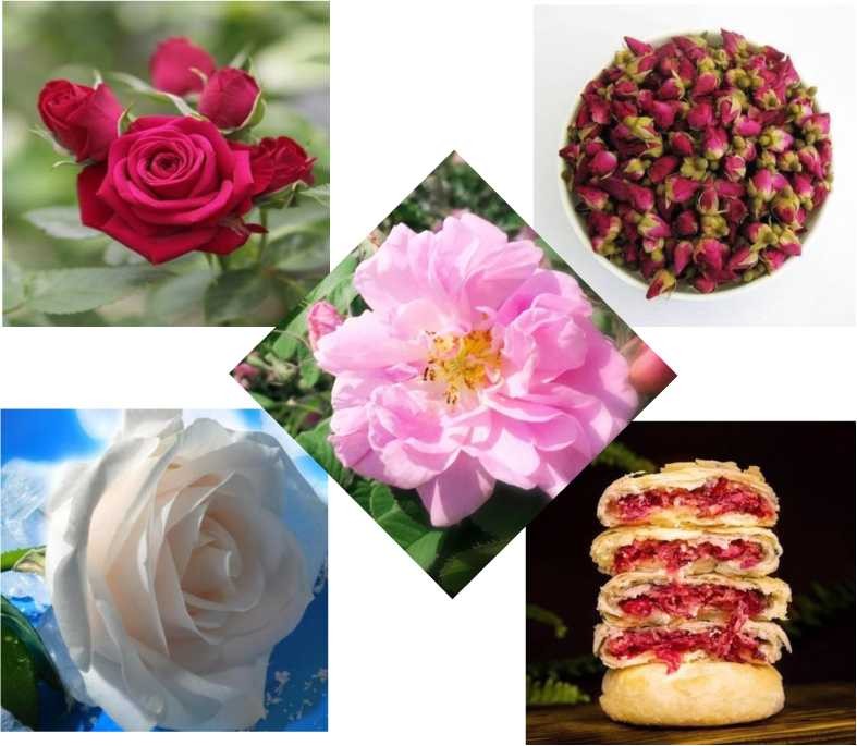 云朵玫瑰臻选,云朵玫瑰品牌有哪些