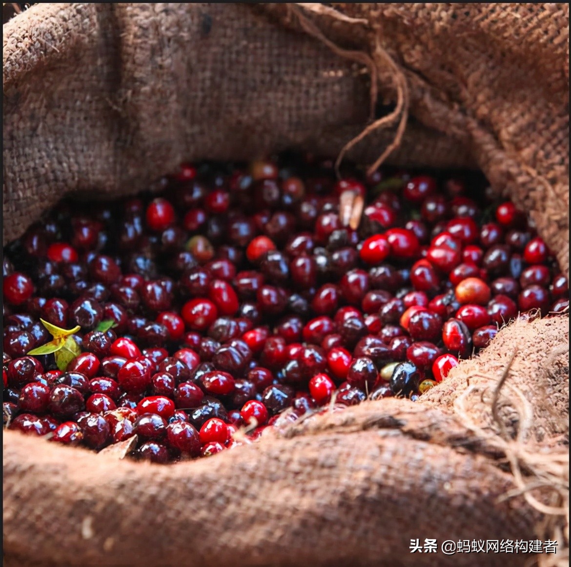 咖啡黑色素含量,咖啡黑色衣服
