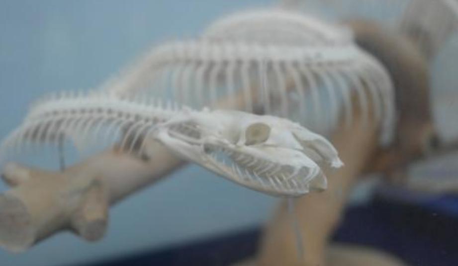 3米长的巨蟒在闹市被发现,巨蟒对巨蟒