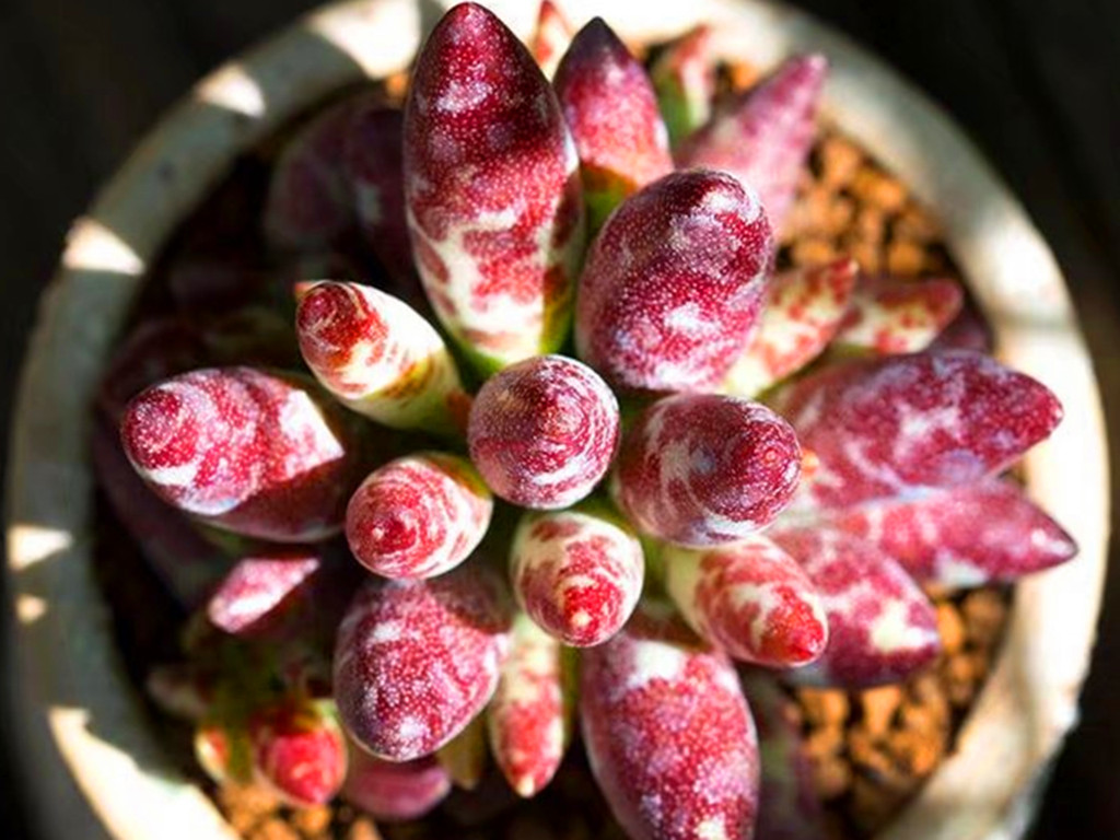 带斑点的多肉有哪些,有气质的多肉