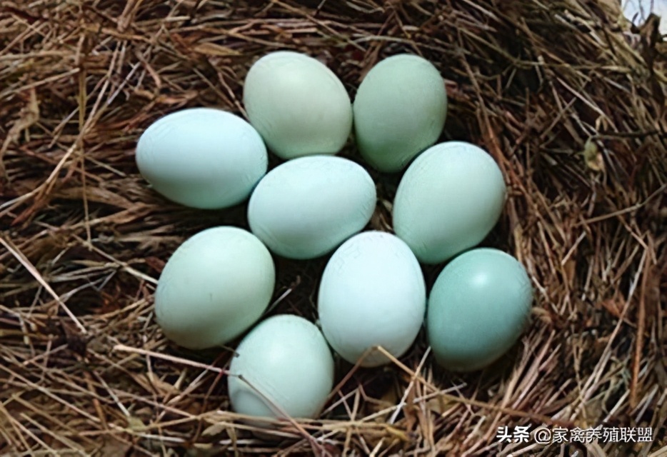 养这种“四黑鸡”3年,他快被顾客给“玩坏”了