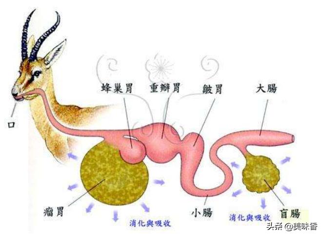 反刍动物需注意什么,预防反刍动物各种疾病