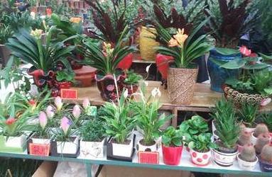 新手养花怎么让花不死,养花新手都养不死的植物