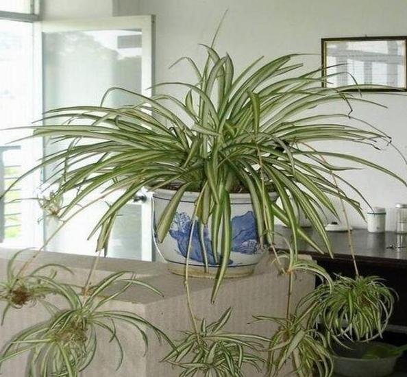 春天种菜怎么样施底肥,春季种菜用什么肥料合适