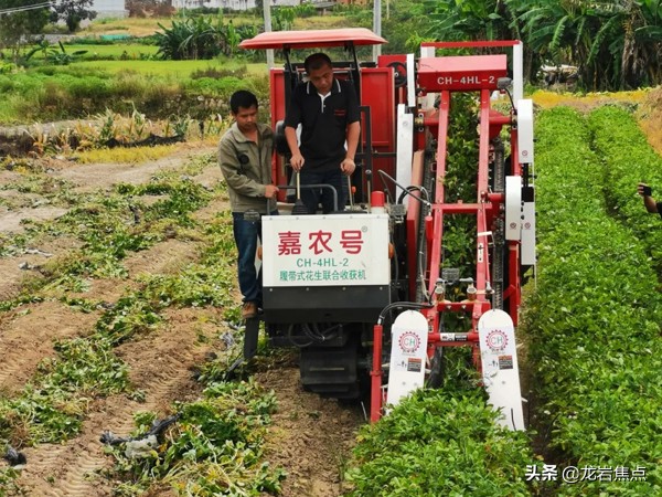 科技助农柑橘丰收,花生高产方案专业助农