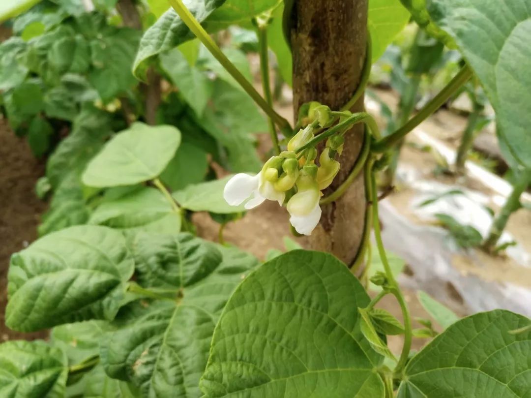 在阳台种植芸豆怎么施肥,家里阳台如何种植芸豆视频