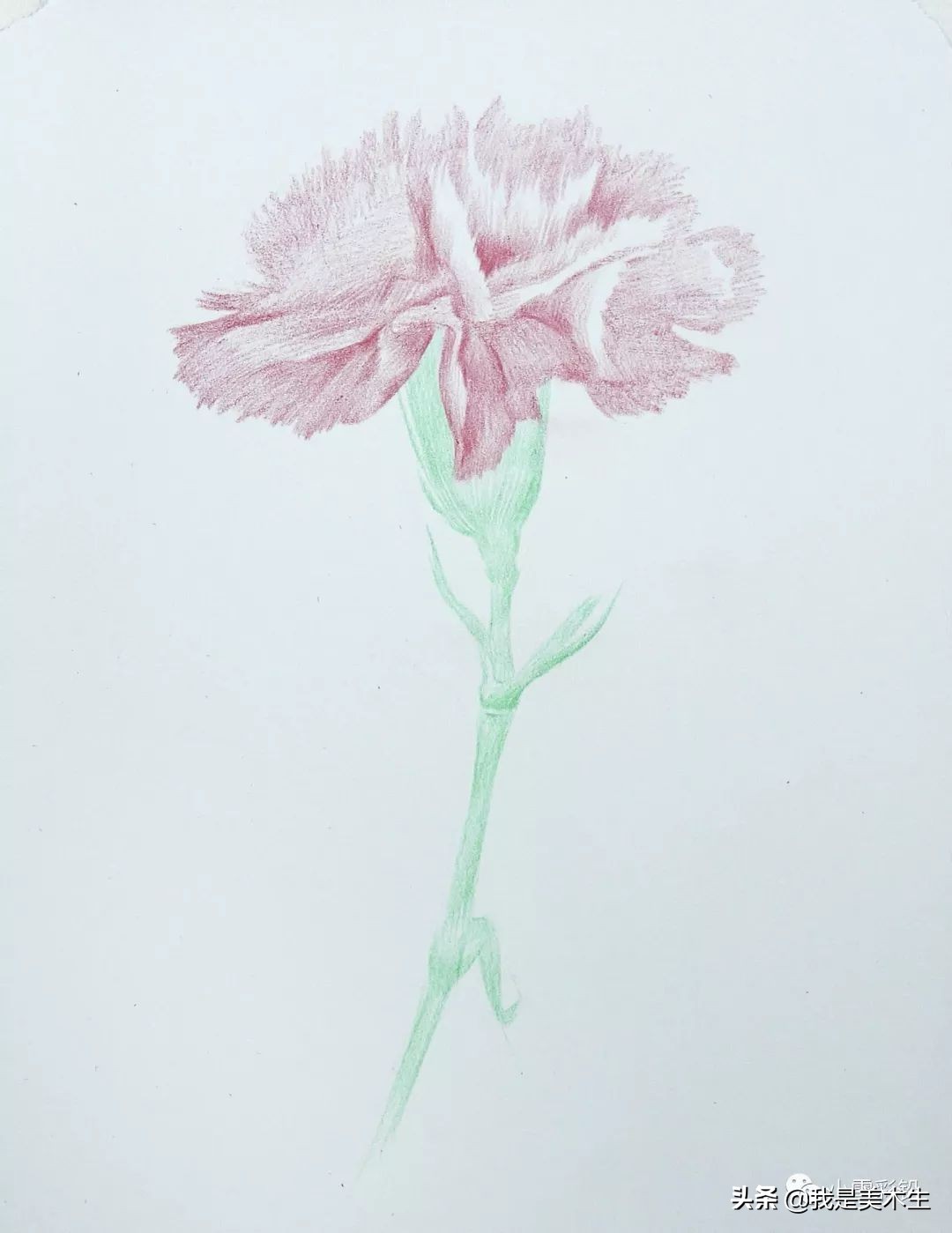 怎么画一束美丽的彩铅康乃馨,怎么用彩铅给纸做康乃馨上色