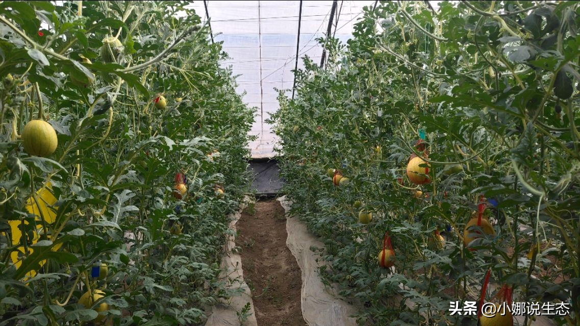 美如画的农场,美如画的生态园