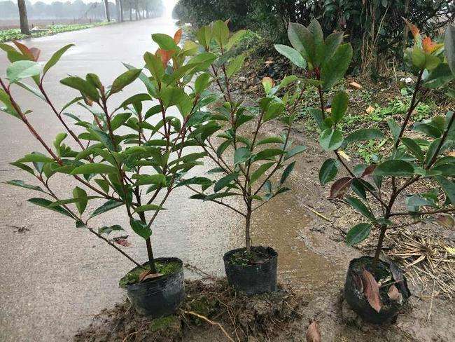 红叶石楠能栽家院子里哪个位置,现在移栽红叶石楠连续浇几次水