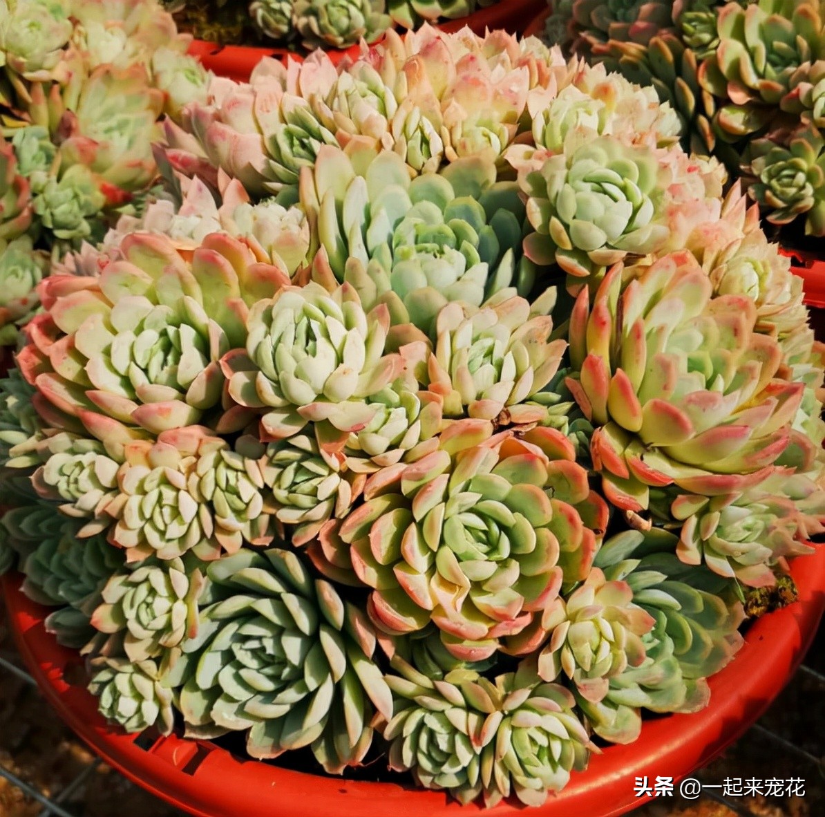 多肉冰莓好养吗,养冰玉多肉的正确方法