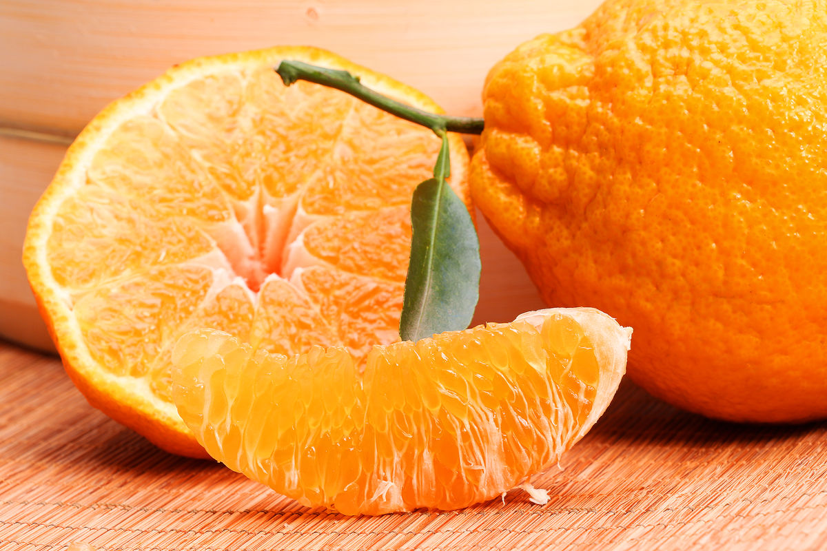 沃柑广西正宗超甜大鼻子丑橘,又黑又丑的柑橘