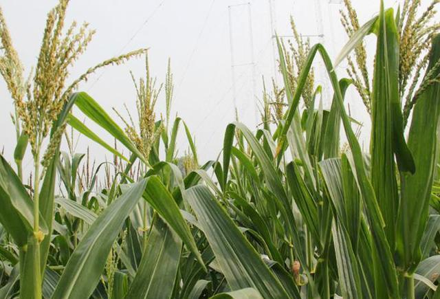 玉米授粉期的管理方法,玉米授粉时期的注意事项