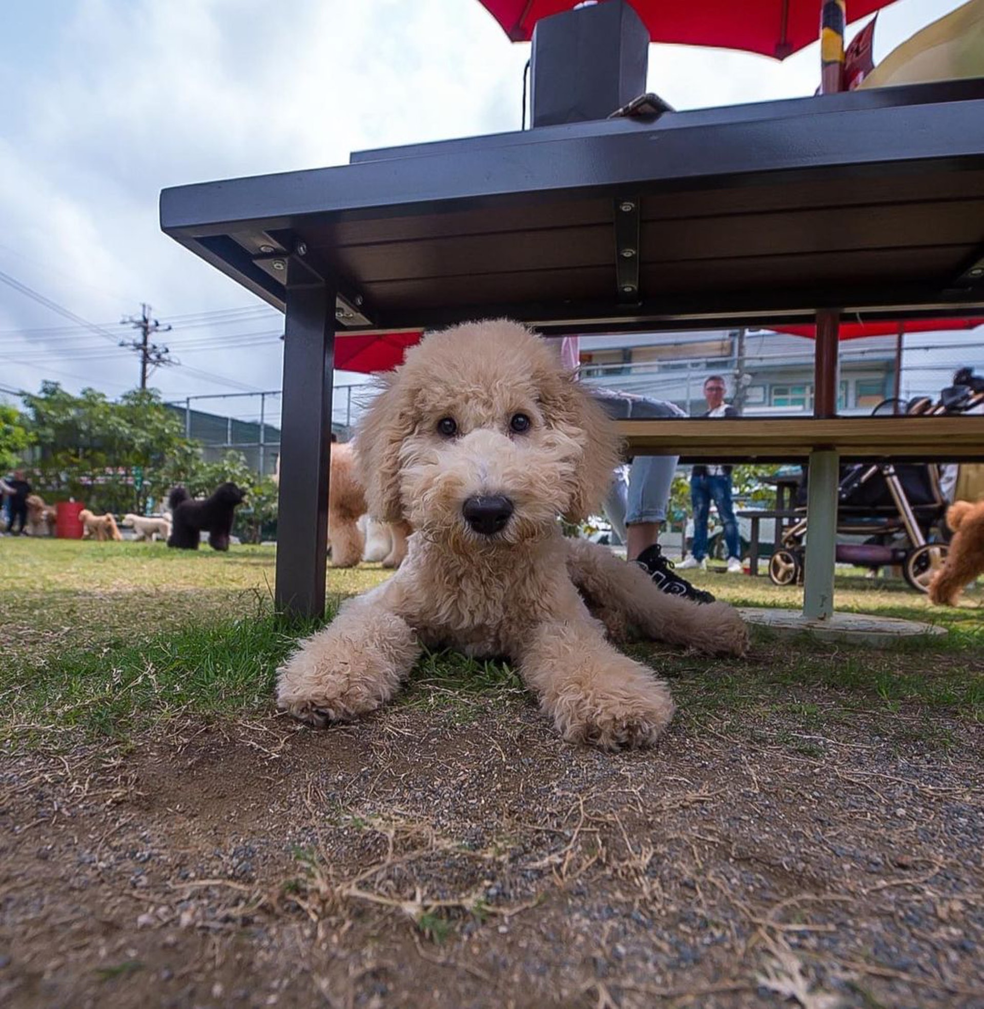 家里两只巨型贵宾犬,巨型贵宾犬发疯