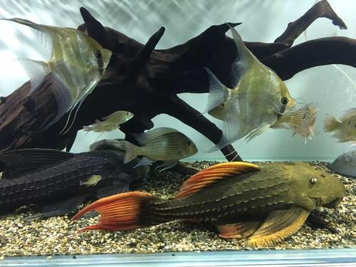 为什么异型鱼看到你会躲避,异型鱼出现问题的几个特征