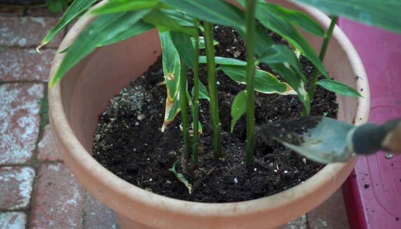 生姜成长记第二季,生姜成长过程步骤图