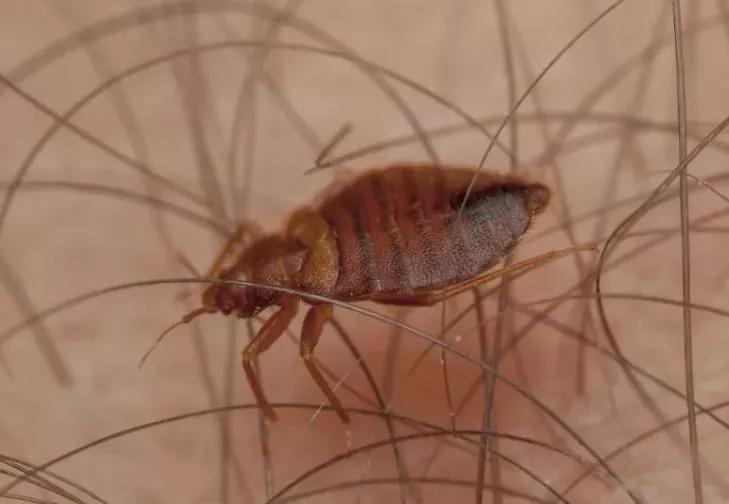 臭虫产生及防治方法有哪些,防治臭虫有什么最有效方法呢