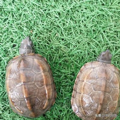 盘龟壳会玉化包浆后效果视频,龟壳盘多久玉化包浆起荧光