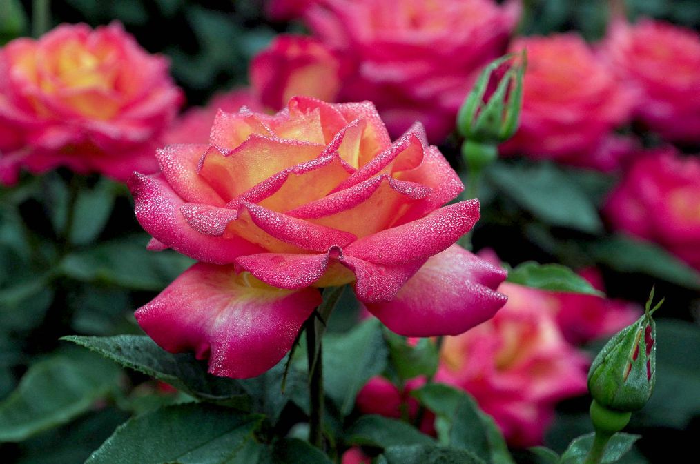 怎样养月季枝干粗花大朵,月季如何养的叶片肥厚