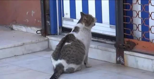 去土耳其当猫好吗,在土耳其做一只幸福的猫