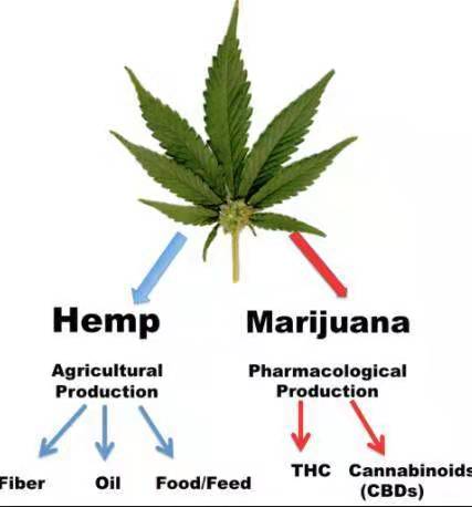 加拿大*麻大**食品合法化，游客如何慧眼识别，以免误买误食违法？