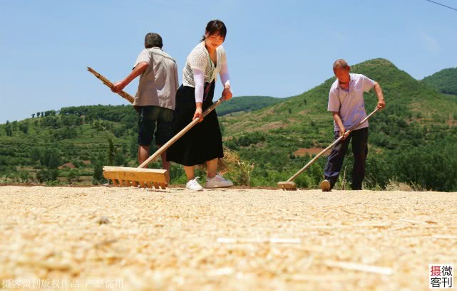 大山深处小麦开割，庄稼地里有人送来承诺书，现场签字