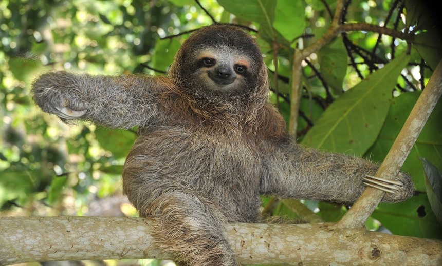 地球上最奇特的十种人,世界上有哪些奇特的动物或植物