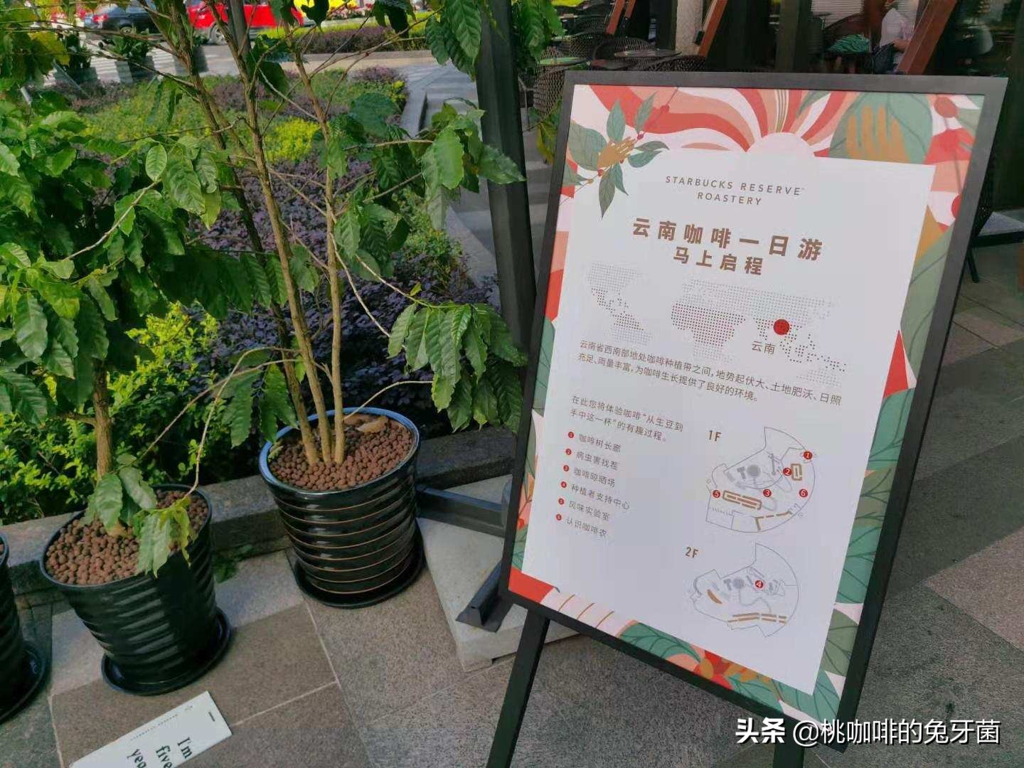 云南咖啡有远山森林的味道吗,云南咖啡产地探访记