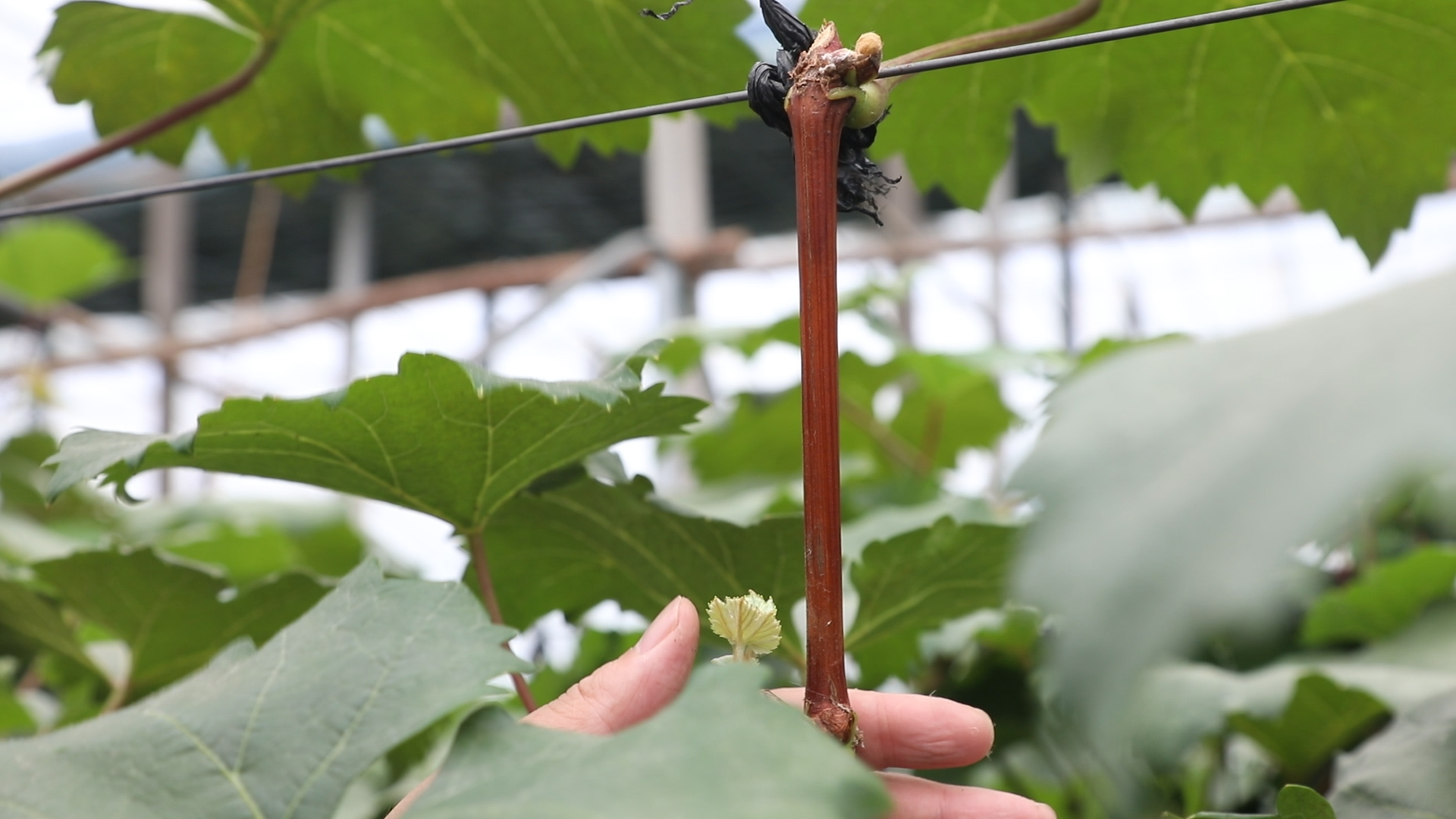 葡萄新梢叶柄发红怎么了,叶柄红色的葡萄