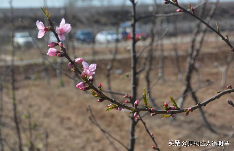 中桃金魁桃特性,桃是浆果类水果