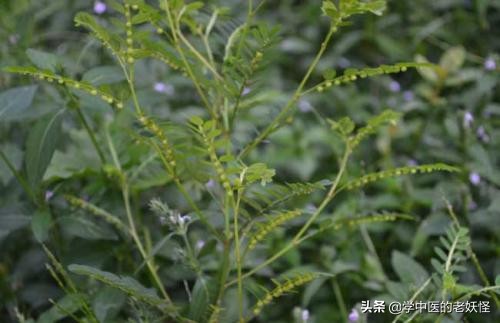 珍珠草的食用方法,珍珠草搭配什么中药治疗肝炎