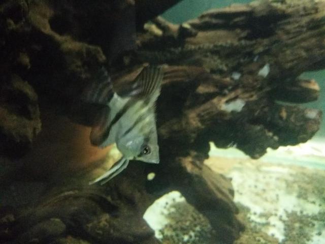 鱼缸一周了都混浊,鱼缸一周左右水变浑