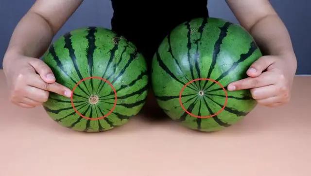 怎么挑选超甜水多的西瓜,如何正确挑选黑美人西瓜