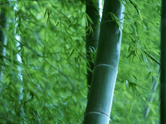 咏竹李贺,李贺咏竹诗有多少首