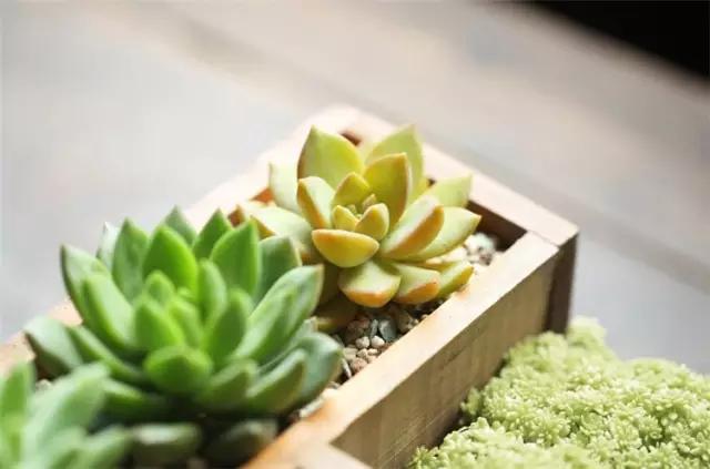 家里花瓶插花放点什么,创意养花花瓶