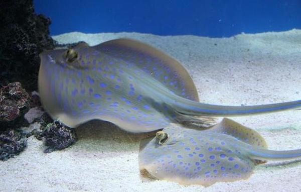 观赏鱼种类大全,观赏鱼鲨鱼的种类