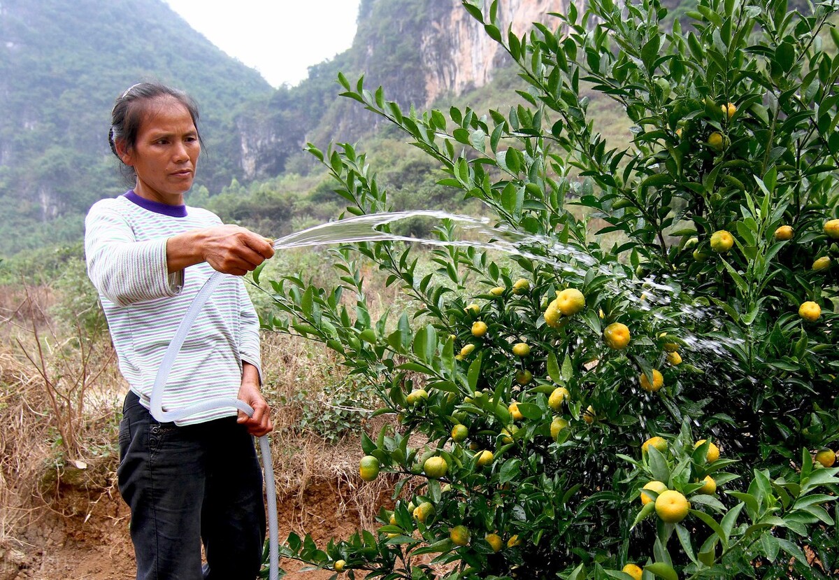 陈皮柑降价,柑子行情