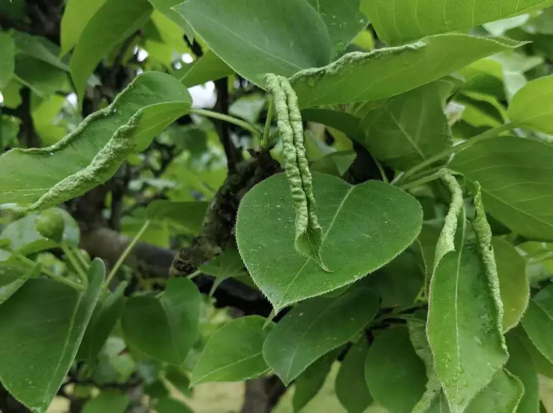 梨树叶子被吃虫害图片及防治方法,梨树八大虫害高清图谱防治方法