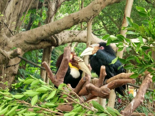 广州番禺区长隆野生动物世界缆车,广州旅游长隆野生动物世界