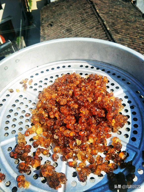 怎么煮牛奶桃胶,牛奶煮桃胶简单煮法