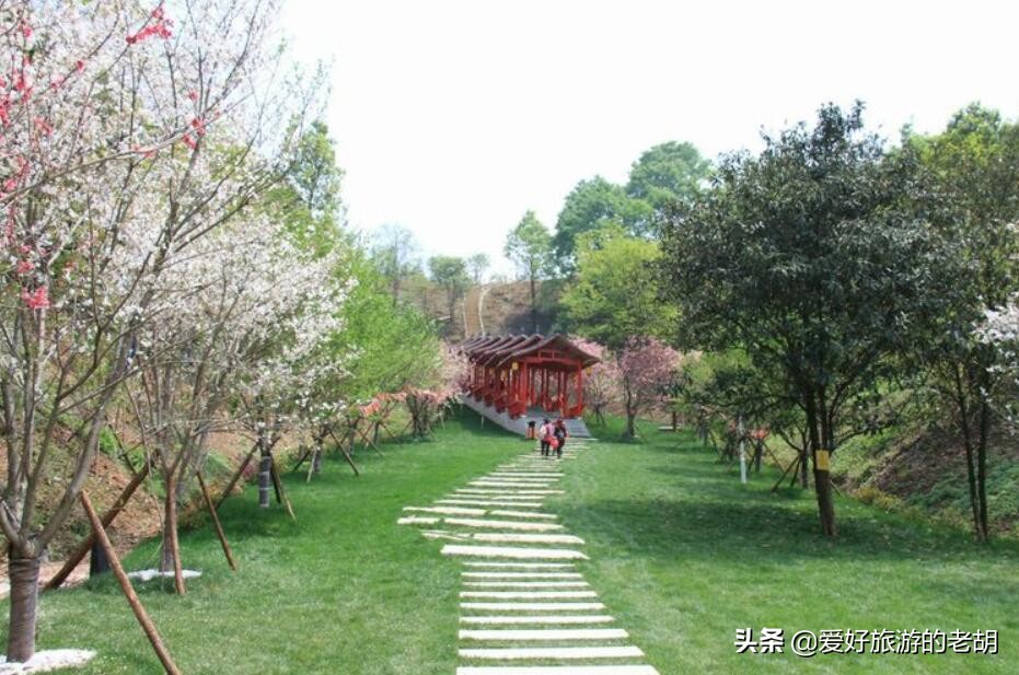 长沙堪比武汉东湖樱花园的地方，1万株樱花，为啥去的人却不多？