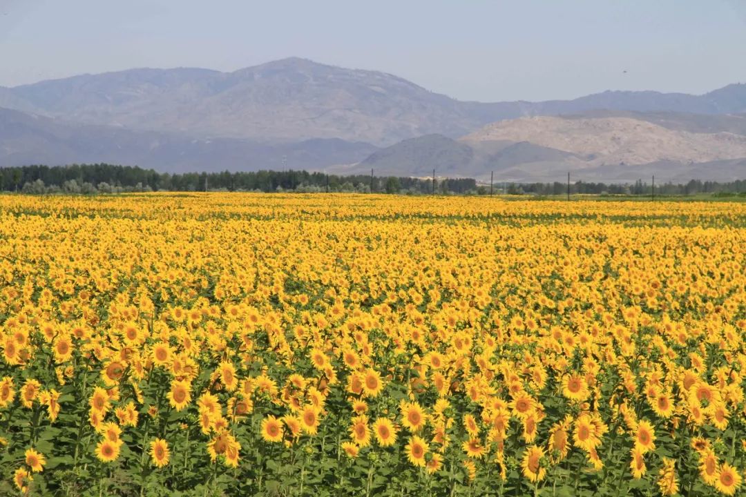 涓嶈兘鍘诲鍦扮殑鐞嗙敱,浜旂浜轰笉鑳藉幓鐤嗗唴鏃呮父