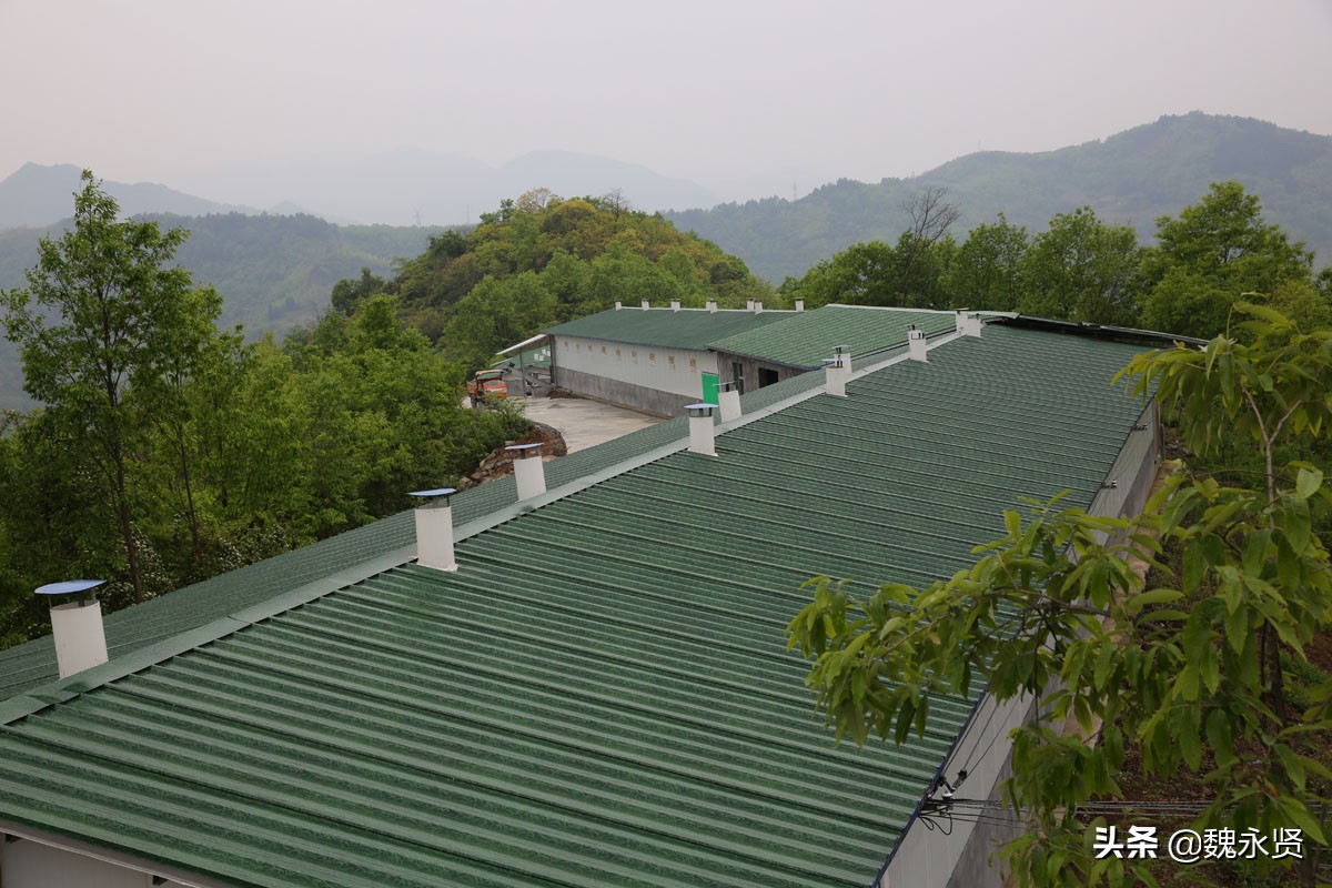 80后夫妻返乡养鹌鹑,开始在土坯房里养,如今的养殖场能养12万只