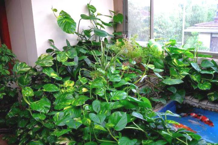 做到这几点绿萝绝对会疯长不停,绿萝有一个小机关打开它立马疯长