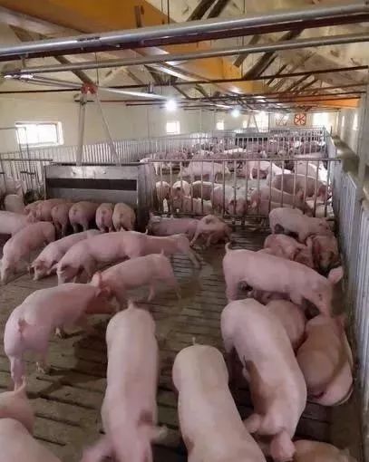 快看！非洲猪瘟终于找到有效的预防方案了，大户都是这样做的