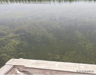 虾蟹高效养殖方法和技术,虾蟹混养如何提高青虾的养殖效益