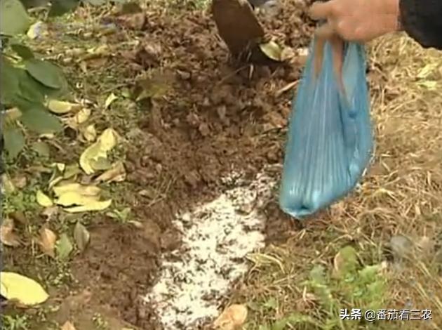 柠檬高产管理技术视频,广东香水柠檬高产种植技术