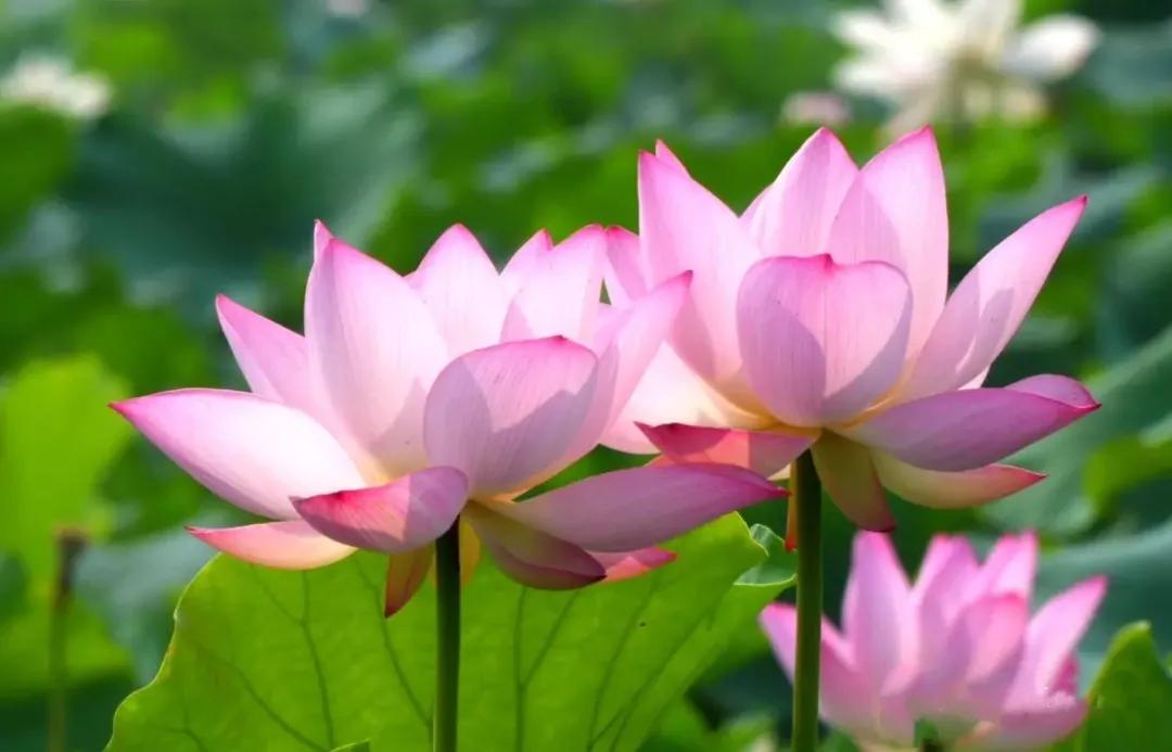 夏季最美荷花在哪里,山东最漂亮的荷花