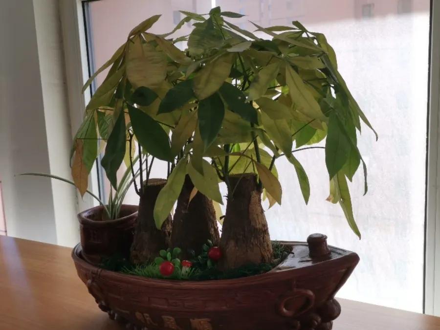 花买回来叶子蔫了怎么办,花掉花苞有什么好方法吗